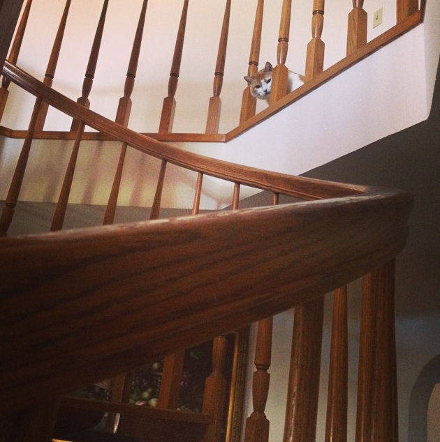Stairwell and Cat