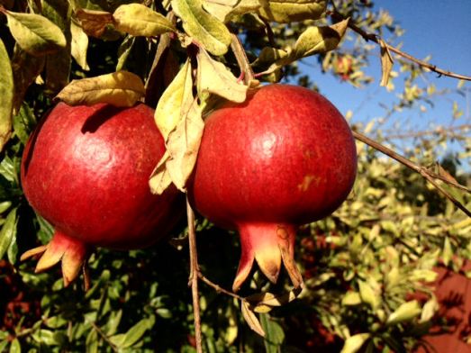 pomegranates on the tree