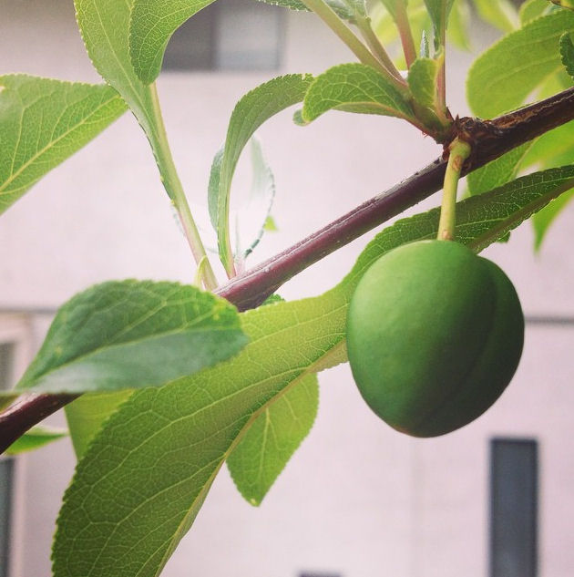 Unripe Plum