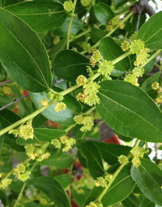 Our jujube tree in the spring.