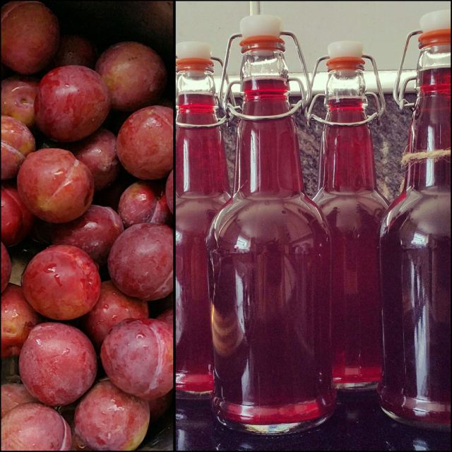 making-plum-cordial